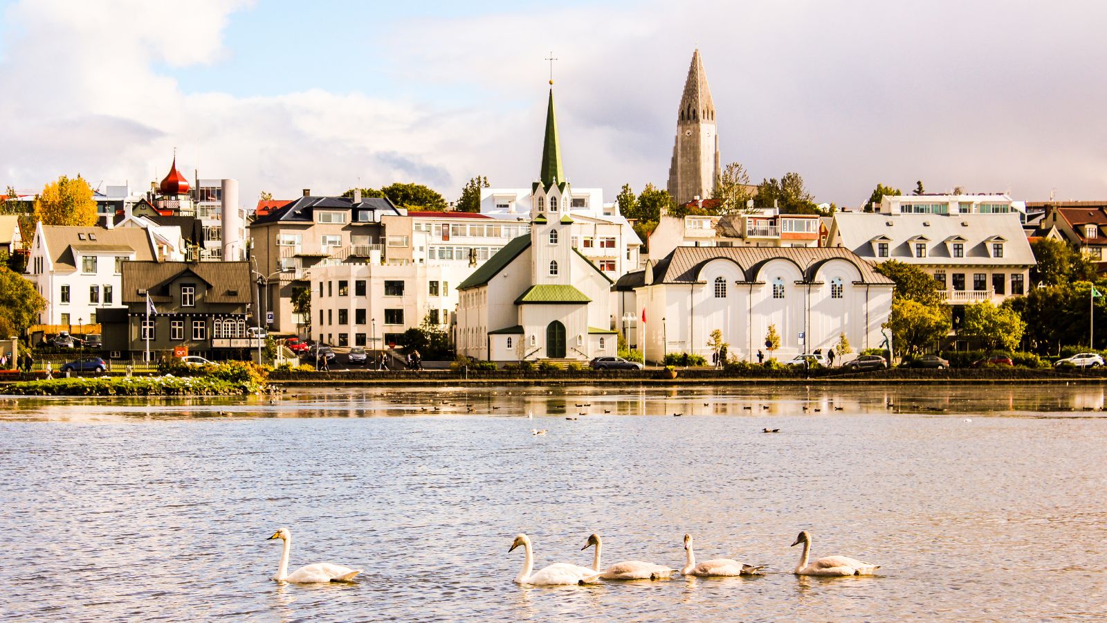 Swans on a lake in Reykjavík.