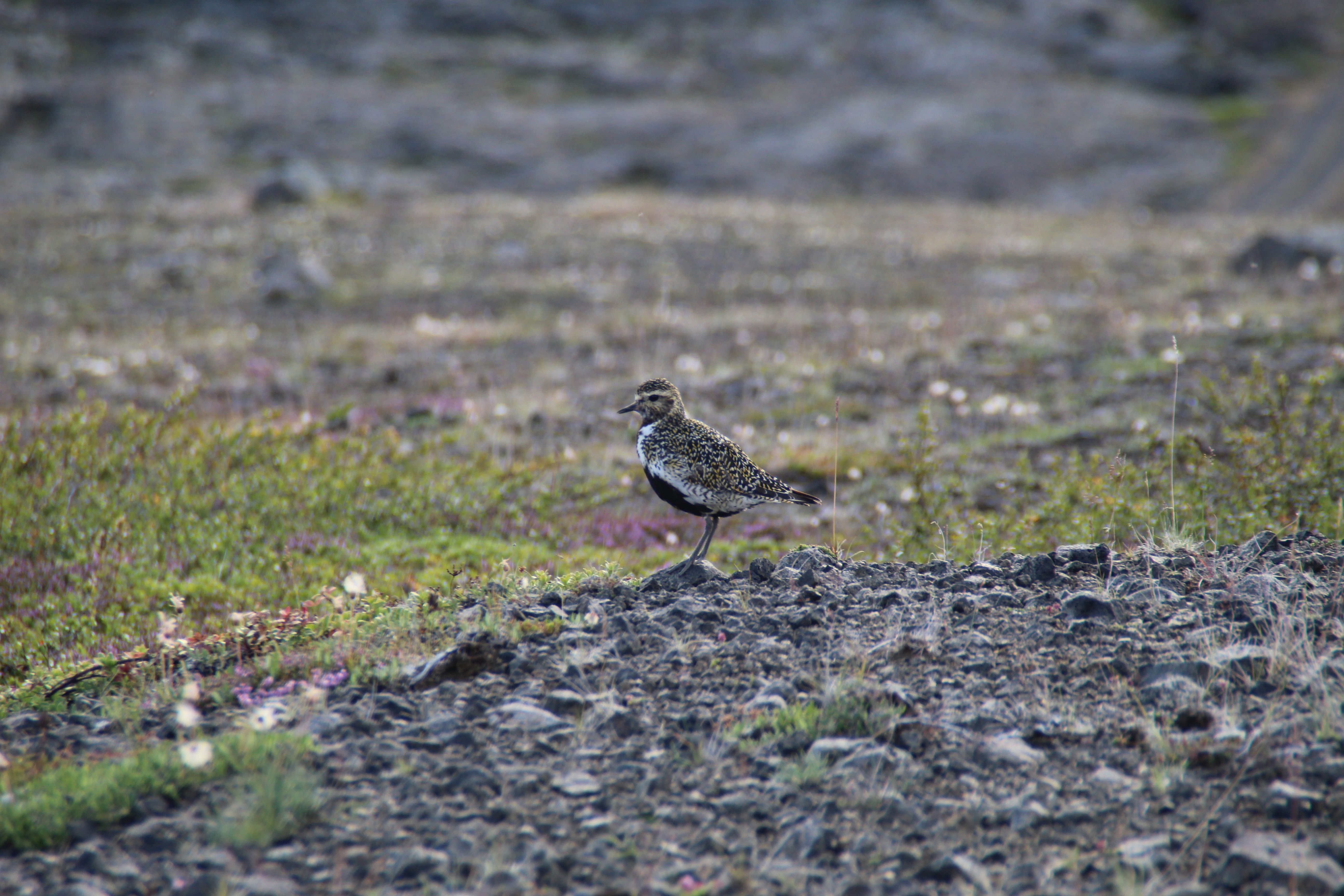 Goldregenpfeifer spotted in the Mývatn area, Iceland 