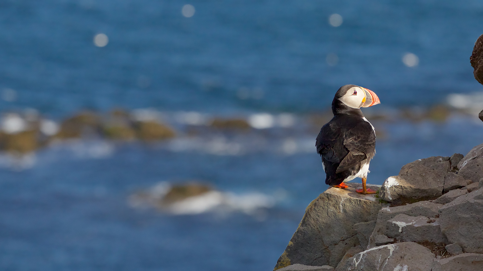 Puffin standing on a rocky outcrop of a cliffside.