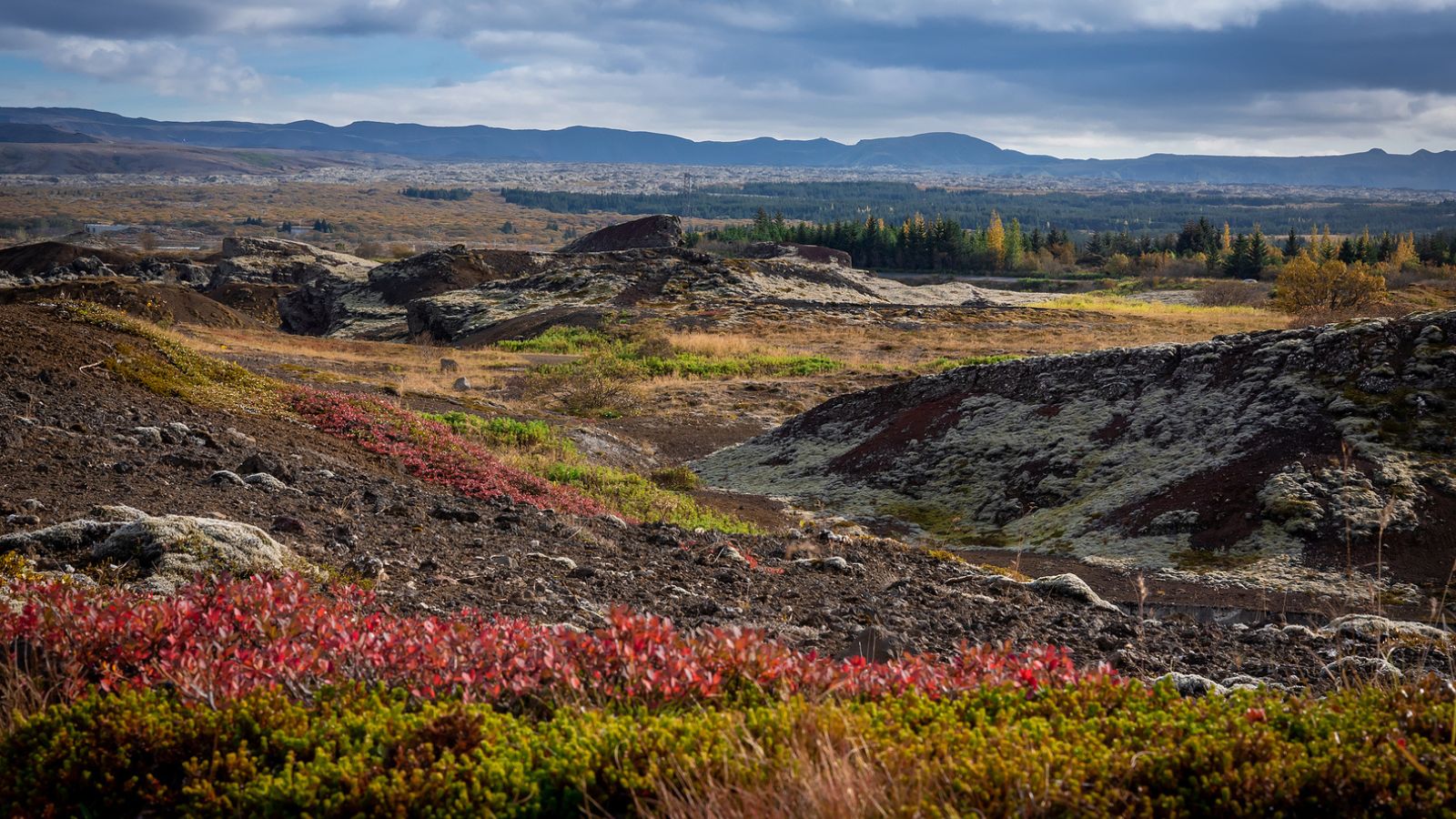 Volcanic landscapes and woodlands of Heiðmörk Nature Reserve, Iceland.